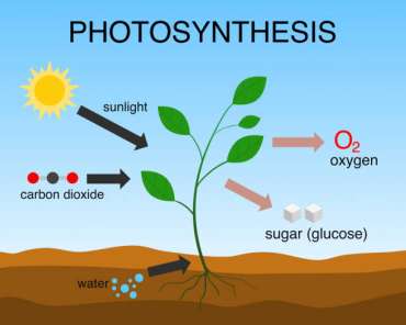 the historical perspective of photosynthesis summary essay