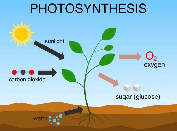 Life Sciences Grade 11 Past Papers and Memos PDF Download (South Africa ...