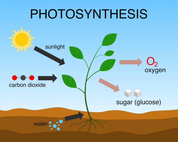 The Historical Perspective of Photosynthesis Summary